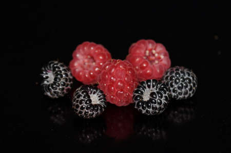 Red and black raspberries isolated on a black background.