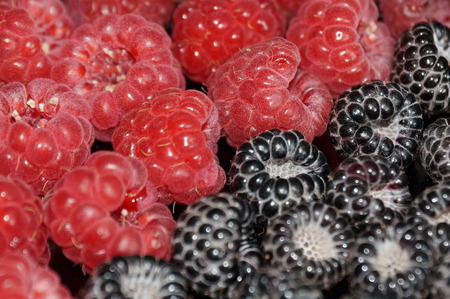 Red and black raspberries isolated on a black background.