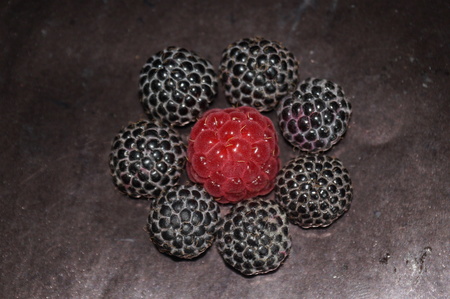 Red and black raspberries isolated on a black background.