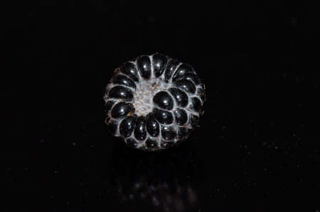 Black raspberry isolated on a black background.の写真素材