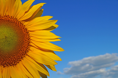 A flower of a sunflower blossoms on a field of sunflowers on a sunny day.の写真素材