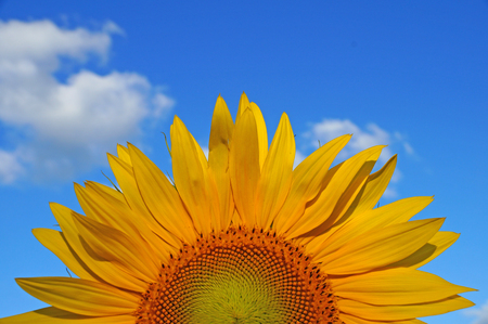 A flower of a sunflower blossoms on a field of sunflowers on a sunny day.の写真素材