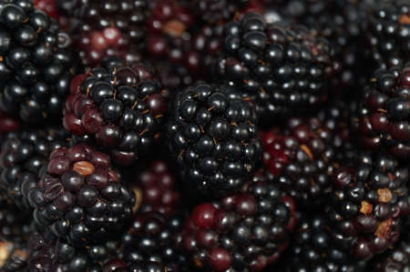 More ripe black blackberries on isolated black backgroundの写真素材