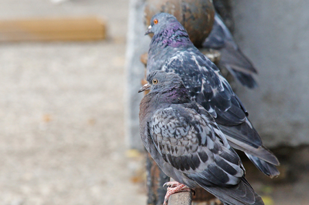 Pigeons among the cityscape. Pigeons are sitting in the city park.の写真素材