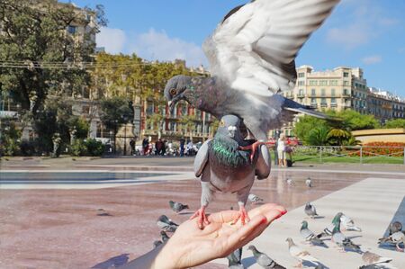 Fighting pigeons. The doves sits on a woman's hand. Pigeons in the square of Catlonia in Barcelona. The blue dove.の写真素材