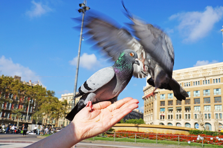 Fighting pigeons. The doves sits on a woman's hand. Pigeons in the square of Catlonia in Barcelona. The blue dove.の写真素材