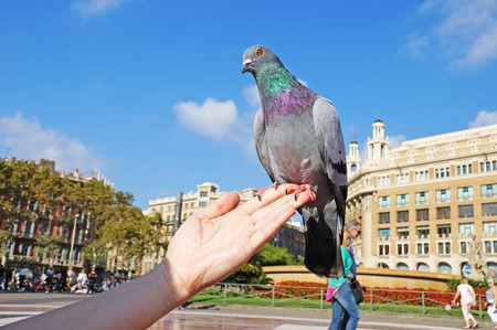 The dove sits on a woman's hand. Pigeons in the square of Catlonia in Barcelona. The blue dove.の写真素材