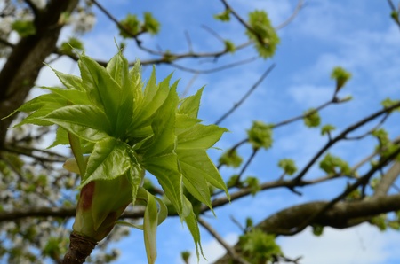 Green Treeの写真素材