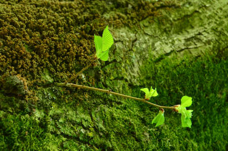 A way to growの写真素材