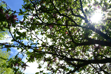 Sunshineの写真素材