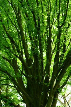 Green treeの写真素材