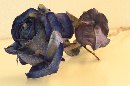 Blue roseの写真素材