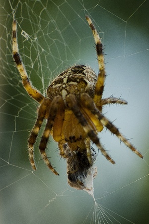 A spider feeding on its pray の写真素材