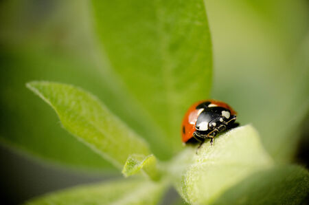 A ladybug sitting on a leafの写真素材