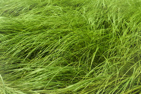 spring fresh grass with deep of field 
