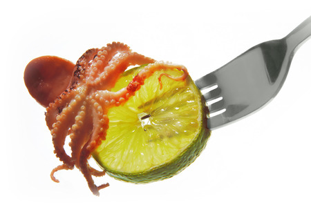 raw octopus ingredientの写真素材