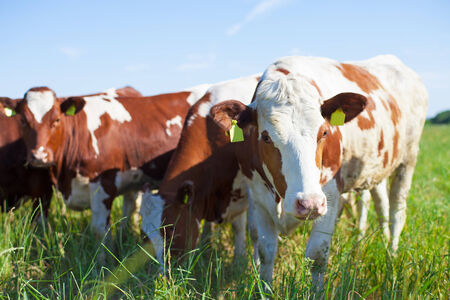 Holstein cows in their daily eating. Standing on the meadow on a summer day.の写真素材