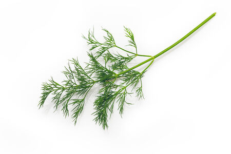Fresh Dill tied in a bunch, isolated on white の写真素材