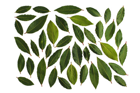 Fresh Bay Leaves branch isolated on white 