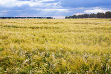 Summer green wheat field in summer time and clouds