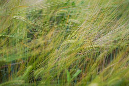Summer green wheat field in summer day