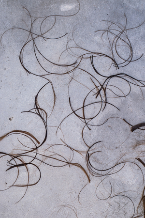 Hair Clippings or Locks of Hair on a grey concrete floor Backgroundの写真素材