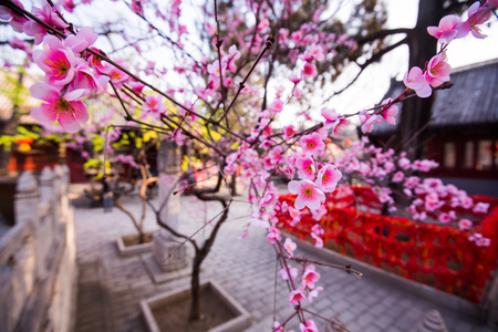 Magnolia in blossom at chinese buddihst templeの写真素材