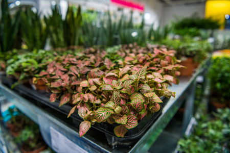 Potted flowers on table in garden center greenhouse store.の写真素材