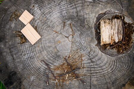 Cross section of tree trunk., close-up wooden cut texture.の写真素材