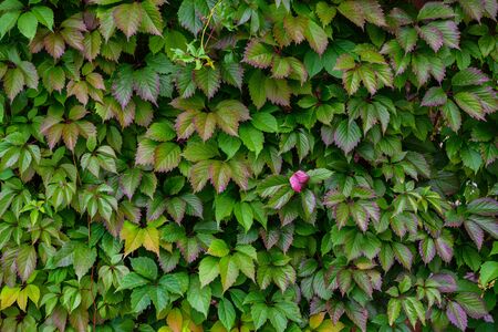 green box hedge background with green leavesの写真素材