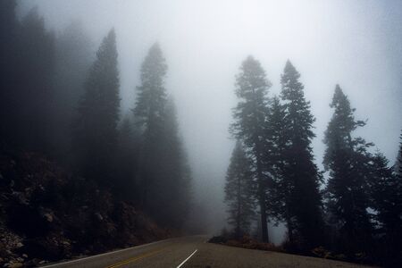 Country road in a misty forest with tall pine trees aroundの写真素材