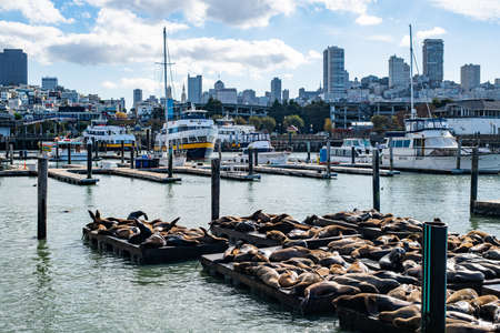San Francisco, California, USA - November 2017: Pier 39 in San Francisco with sea lions. Animals are heated on wooden platforms.のeditorial素材
