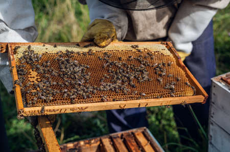 The beekeeper looks after bees, honeycombs full of honey, in a protective beekeepers suit at apiary....
