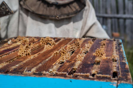 Beekeeper opens the beehouses cover to take honey out of itの写真素材