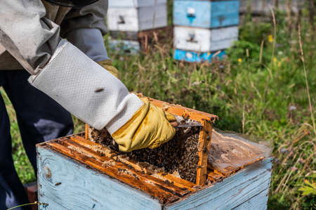 Bee master on apiary. Man in protective hat works with beehive. Beekeeper examining bees on a bee farm on green nature background.の写真素材