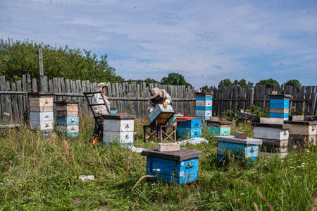 Beekeeper in protection suit inspecting his row of beehives at apiary with bees swarming around him
