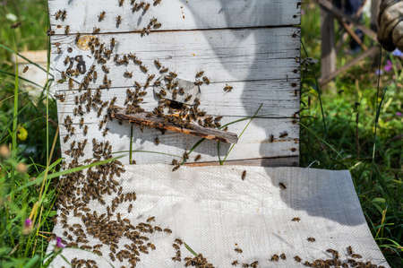 Bee close up. Bees at the bee hive. Swarm of beesの写真素材
