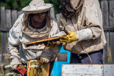 Elderly beekeepers are inspecting honeycombs. Local family apiary business.の写真素材