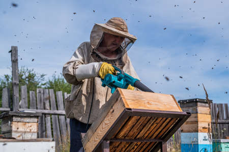 Beekeeper uses air-blowing device to brush bees aside. Bees swarm in collection container. Beekeeper...