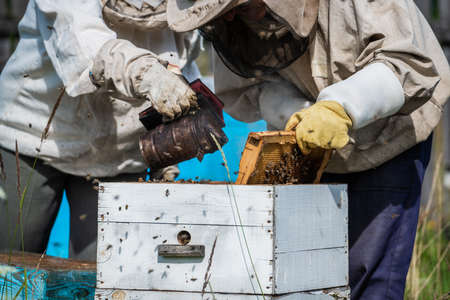 Close-up of beekeeper smoking a beehive honeycomb with fumigating smoke to place the frames....