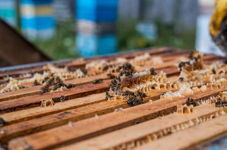 Close up view of the opened hive body showing the frames populated by honey bees. Honey bees crawl in an open hive on honeycomb wooden honeycombs doing teamwork. Beekeeping concept in agriculture.の写真素材
