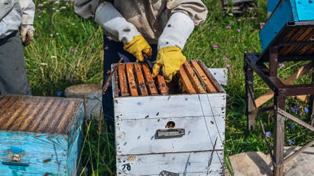 The Hands of the Beekeeper are Carefully Inserted Honey Frame into the Hive After Examination. The Frame is Full of Honey. There are a Lot of Bees on the Frame.の写真素材