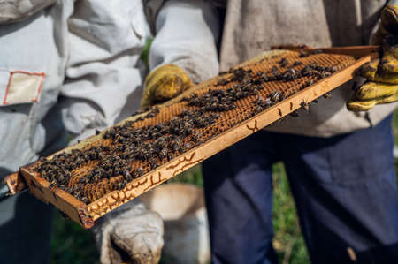 The beekeeper looks after bees, honeycombs full of honey, in a protective beekeepers suit at apiary....