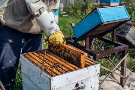 Beekeeper is working with bees and beehives on the apiary.の写真素材
