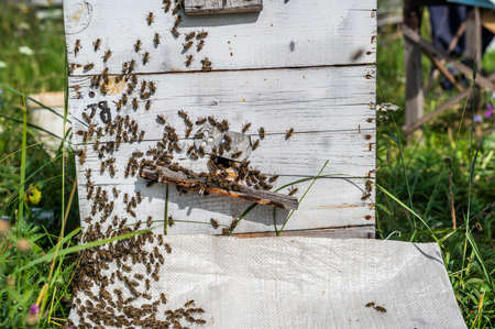 Detail of crowded gate into wooden bee hive. Bees arriving with legs wrapped by yellow pollen. Bees leaving hive and flying for new batch of pollen. Production of sweet honey. Bees working hardの写真素材