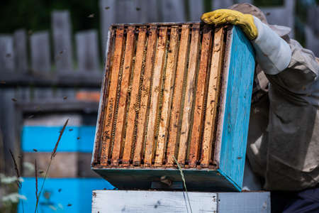 Close up view of the opened hive showing frames populated by honey bees. Honey bees crawl in an open...