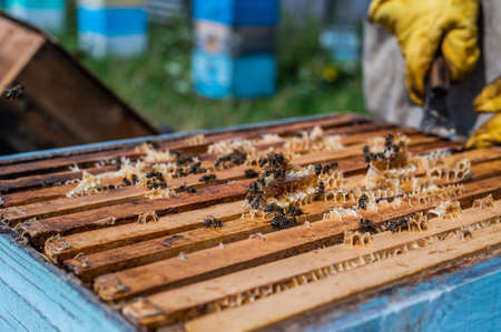 Close up view of the opened hive showing frames populated by honey bees. Honey bees crawl in an open hive on honeycomb wooden honeycombs doing teamwork.の写真素材
