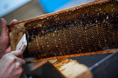 Uncovering the honeycombs with the scraper by hand, honey harvest.の写真素材