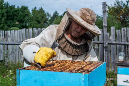 Honey harvest in apiary. Bees on honeycomb. Beekeeper removes excess honeywax to pull out frame with honey.の写真素材