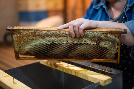 Hand using a scraper to clog honeycombs with honey in a frame. Beekeeper Unseal Honeycomb.の写真素材